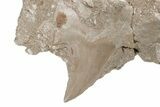 Otodus Shark Tooth Fossil in Rock - Eocene #215623-1